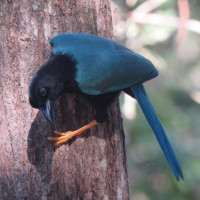 Yucatan Jay